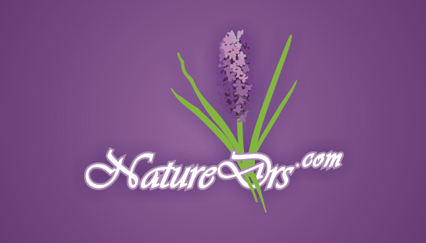 lavender logo design, flower logo